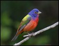 _3SB1079 painted bunting